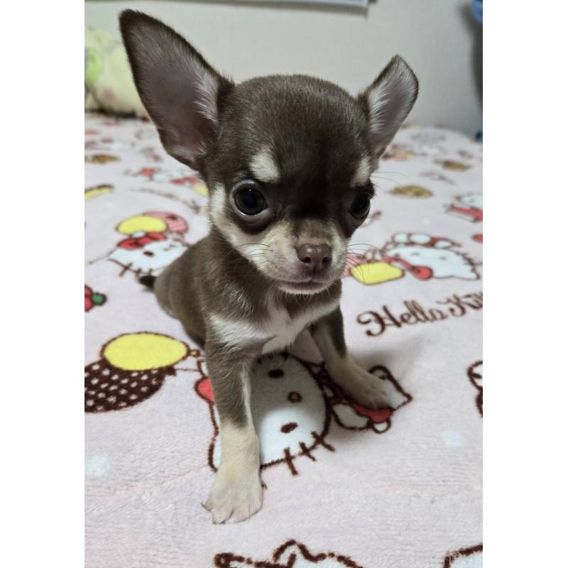 販売中の大阪府のチワワ(スムースコート)-456283の4枚目