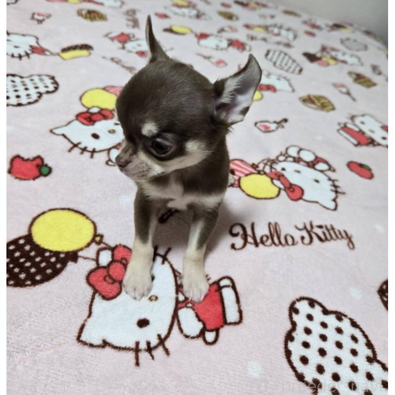 販売中の大阪府のチワワ(スムースコート)-456283の3枚目