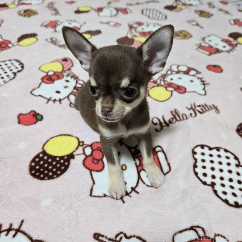 販売中の大阪府のチワワ(スムースコート)-456283の2枚目