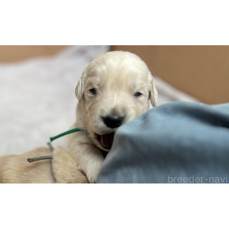 販売中の静岡県のゴールデンレトリーバー-456285の6枚目