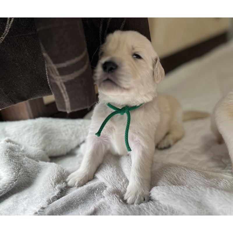 販売中の静岡県のゴールデンレトリーバー-456285の5枚目