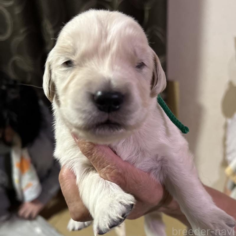 販売中の静岡県のゴールデンレトリーバー-456285の4枚目