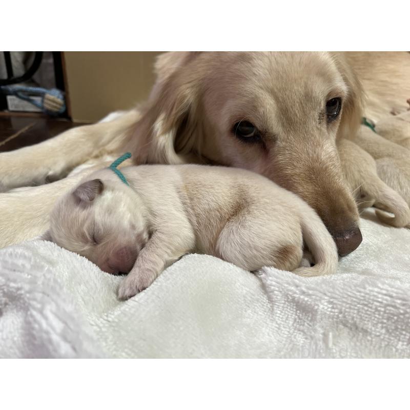 販売中の静岡県のゴールデンレトリーバー-456285の2枚目