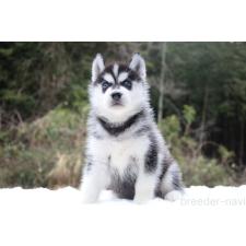 ♀︎シベリアンハスキー