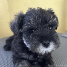 ♀︎ミニチュアシュナウザー