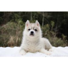 ♀︎シベリアンハスキー