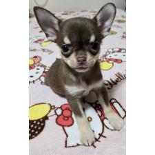 ♀︎チワワ(スムースコート)