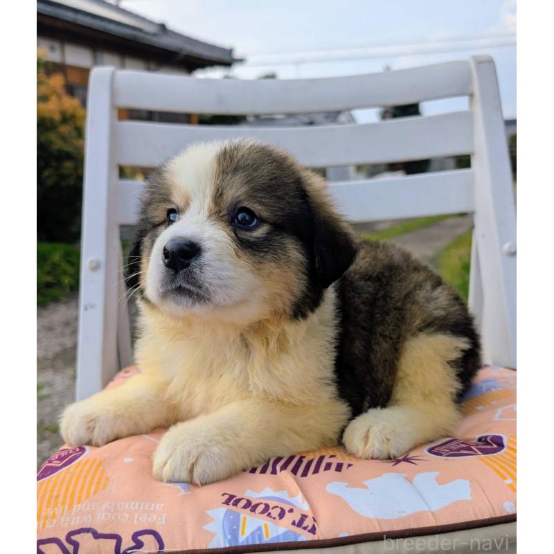 販売中の宮崎県のミックス犬-456286の3枚目