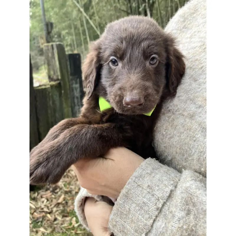 販売中の静岡県のフラットコーテッドレトリーバー-456288の13枚目