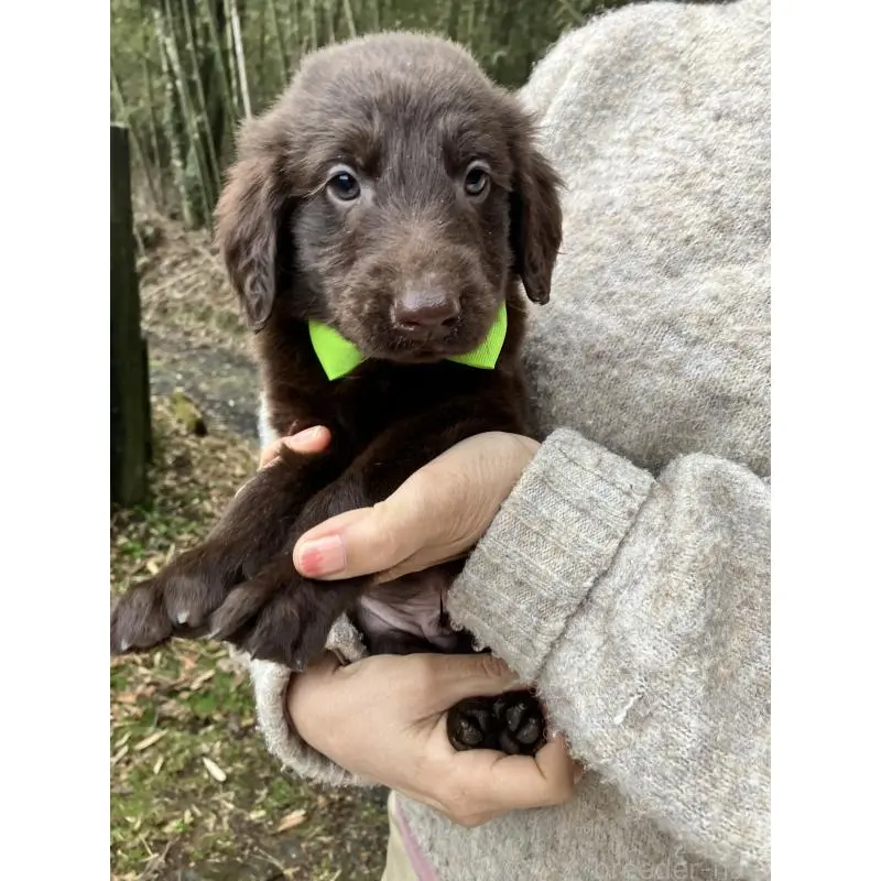 販売中の静岡県のフラットコーテッドレトリーバー-456288の12枚目