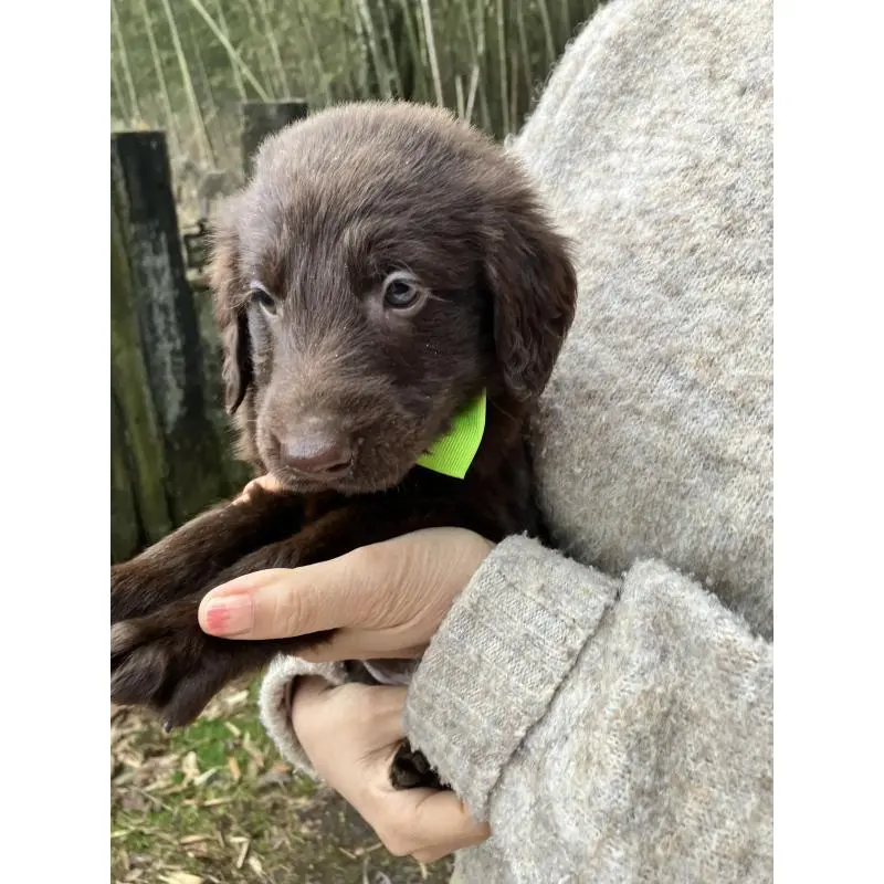 販売中の静岡県のフラットコーテッドレトリーバー-456288の11枚目