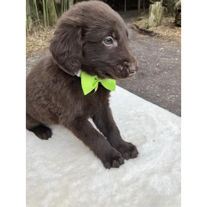 販売中の静岡県のフラットコーテッドレトリーバー-456288の10枚目