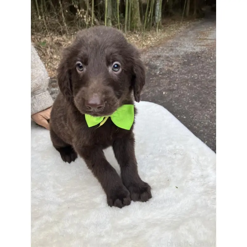 販売中の静岡県のフラットコーテッドレトリーバー-456288の9枚目