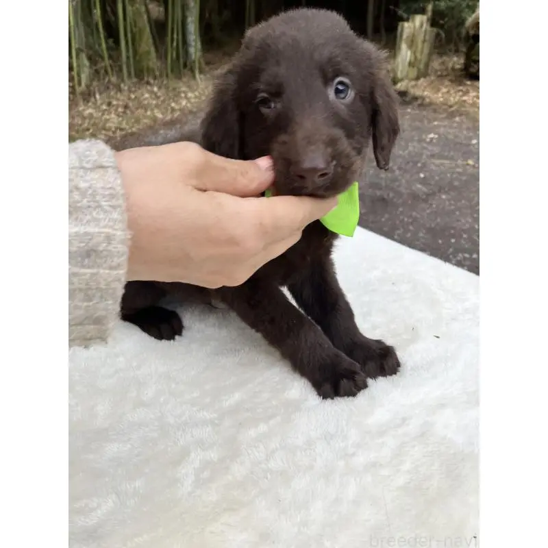 販売中の静岡県のフラットコーテッドレトリーバー-456288の8枚目