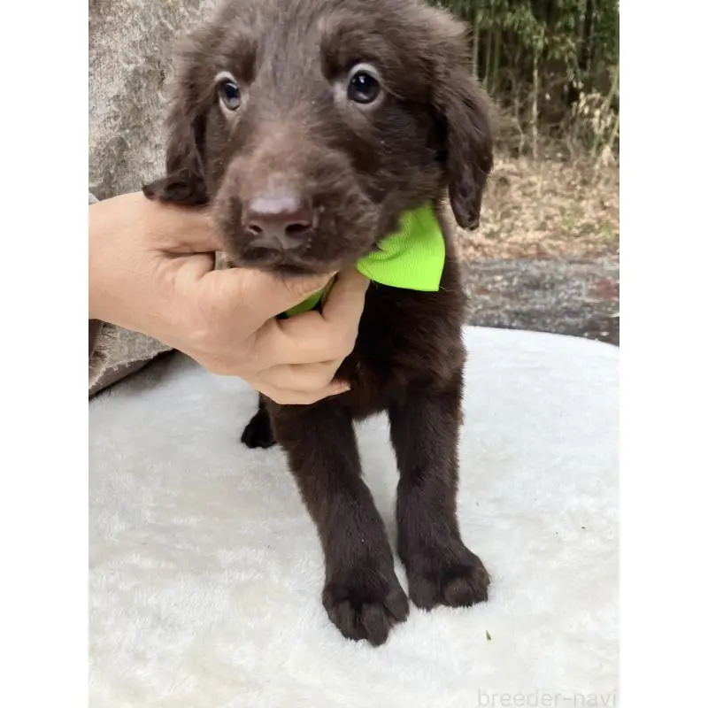 販売中の静岡県のフラットコーテッドレトリーバー-456288の7枚目