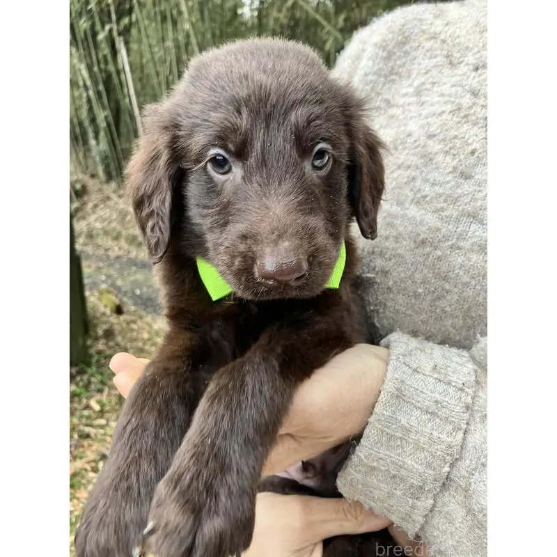 販売中の静岡県のフラットコーテッドレトリーバー-456288の6枚目