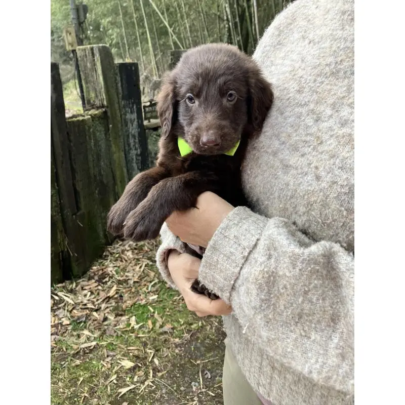 販売中の静岡県のフラットコーテッドレトリーバー-456288の5枚目