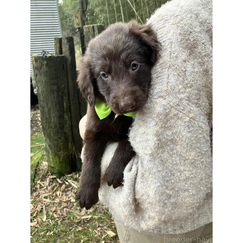 販売中の静岡県のフラットコーテッドレトリーバー-456288の4枚目