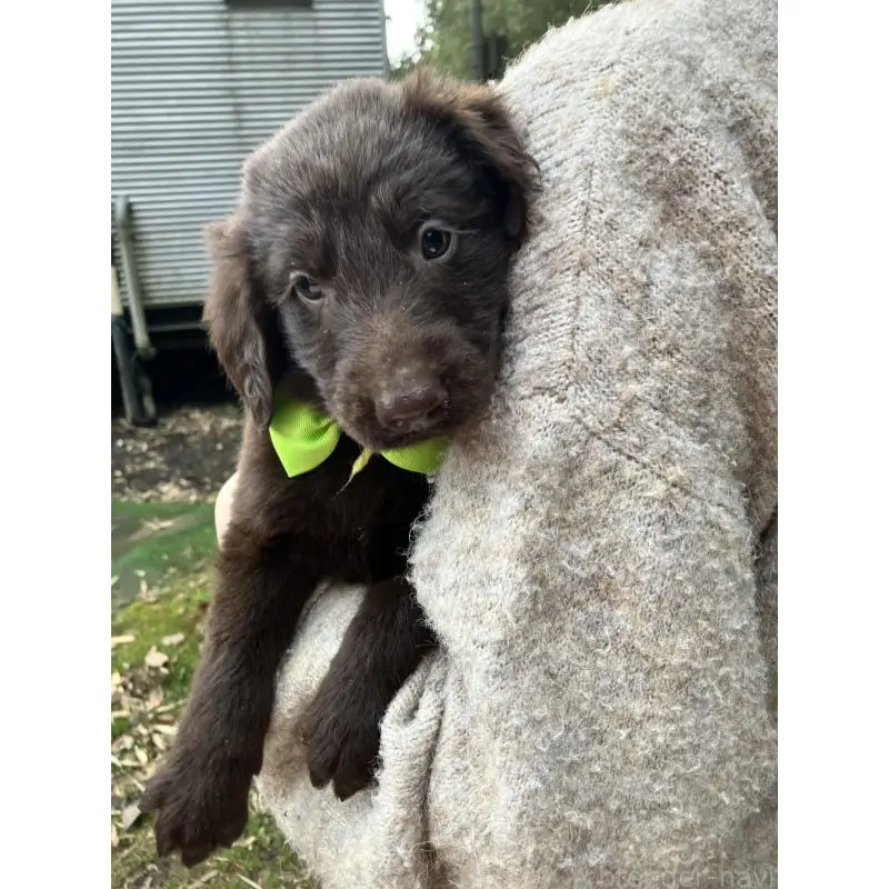 販売中の静岡県のフラットコーテッドレトリーバー-456288の3枚目