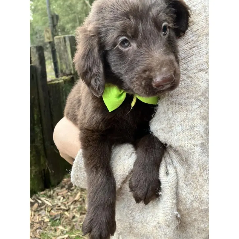 販売中の静岡県のフラットコーテッドレトリーバー-456288の2枚目