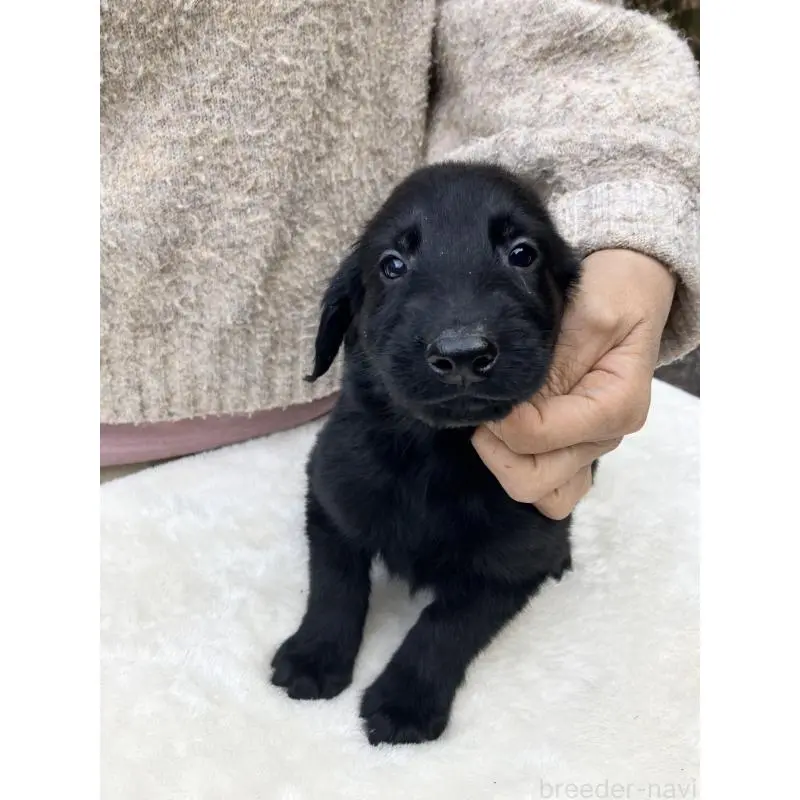 販売中の静岡県のフラットコーテッドレトリーバー-456289の13枚目