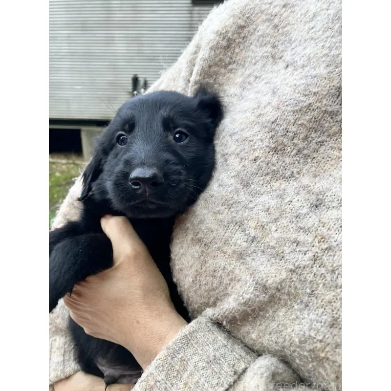 販売中の静岡県のフラットコーテッドレトリーバー-456289の12枚目