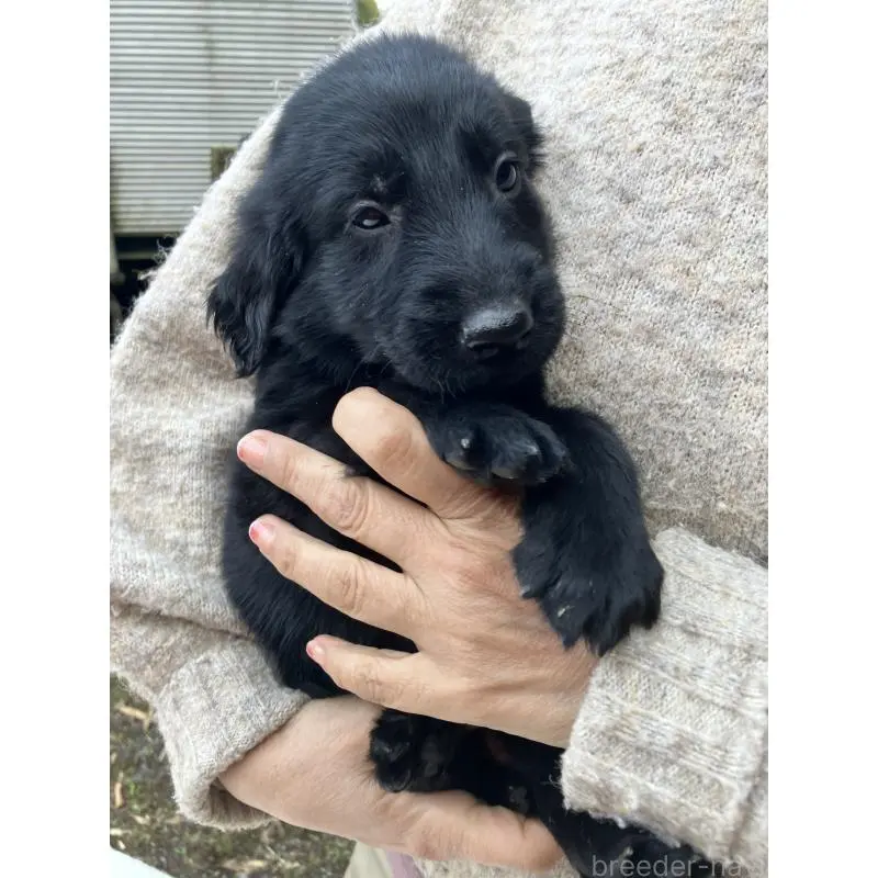 販売中の静岡県のフラットコーテッドレトリーバー-456289の11枚目