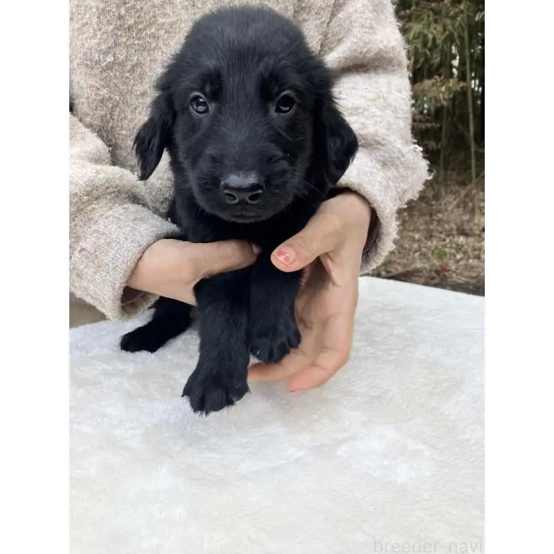 販売中の静岡県のフラットコーテッドレトリーバー-456289の10枚目