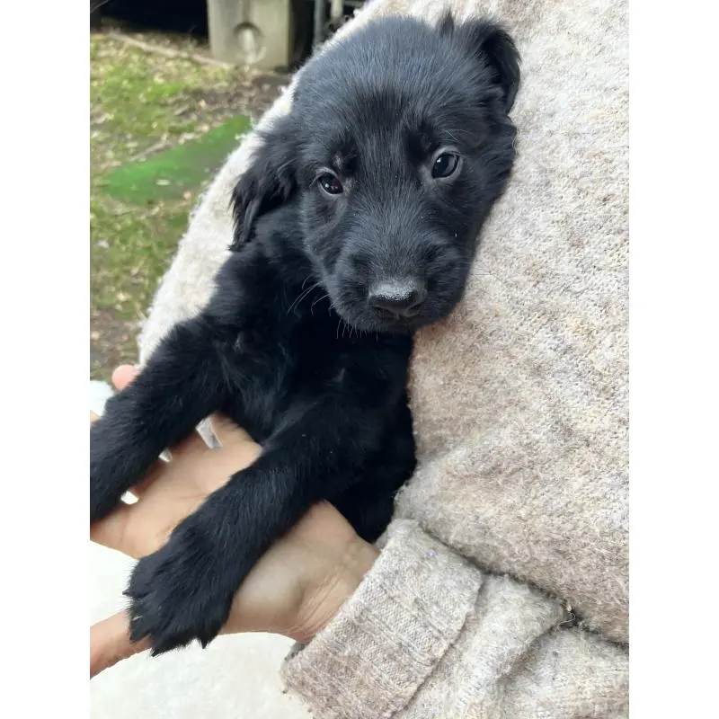 販売中の静岡県のフラットコーテッドレトリーバー-456289の9枚目