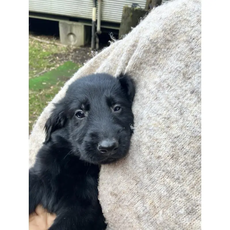 販売中の静岡県のフラットコーテッドレトリーバー-456289の8枚目