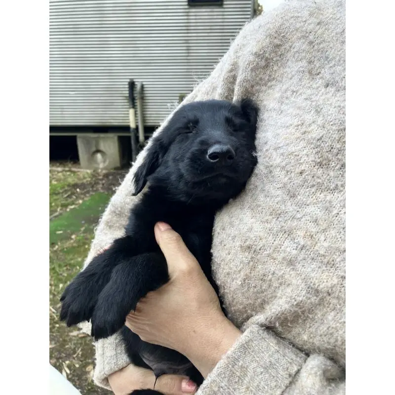 販売中の静岡県のフラットコーテッドレトリーバー-456289の7枚目