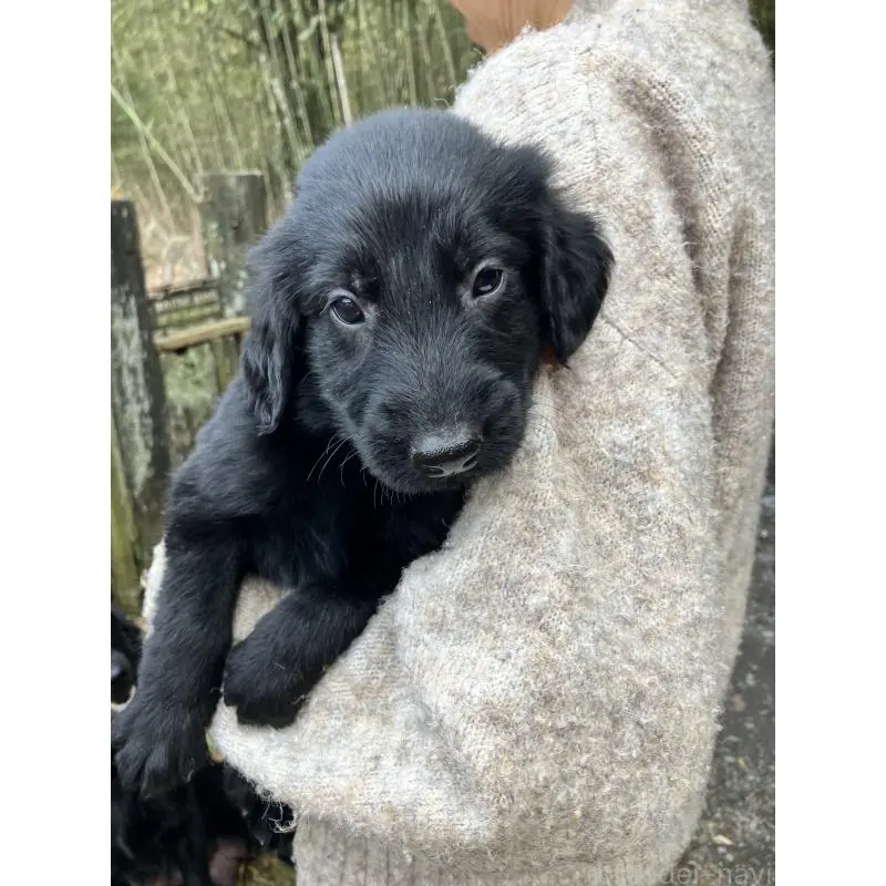 販売中の静岡県のフラットコーテッドレトリーバー-456289の6枚目