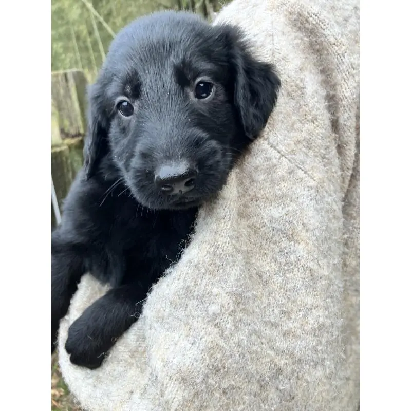 販売中の静岡県のフラットコーテッドレトリーバー-456289の5枚目