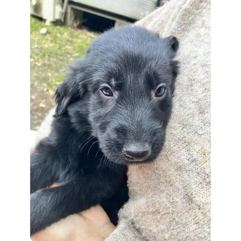 販売中の静岡県のフラットコーテッドレトリーバー-456289の4枚目