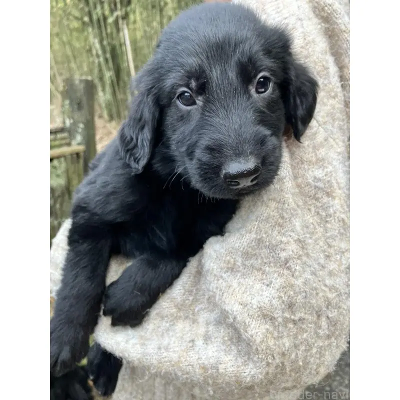 販売中の静岡県のフラットコーテッドレトリーバー-456289の3枚目