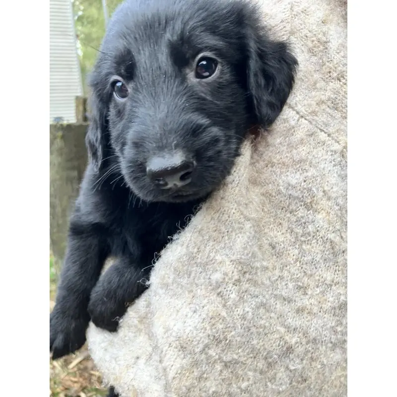 販売中の静岡県のフラットコーテッドレトリーバー-456289の2枚目