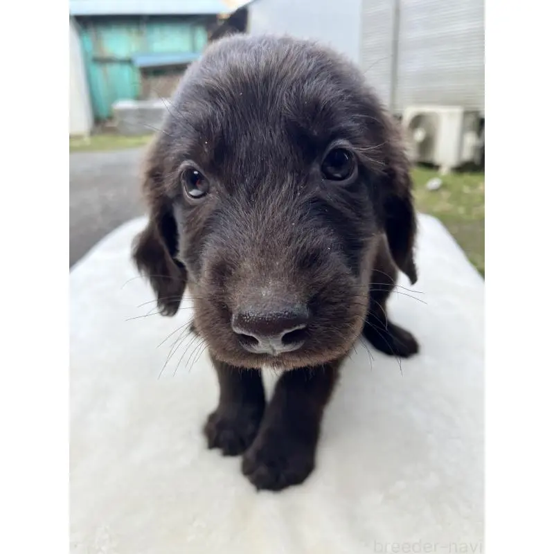 販売中の静岡県のフラットコーテッドレトリーバー-456290の13枚目