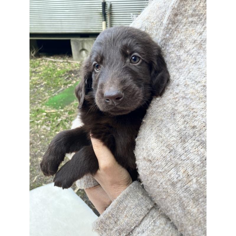 販売中の静岡県のフラットコーテッドレトリーバー-456290の12枚目