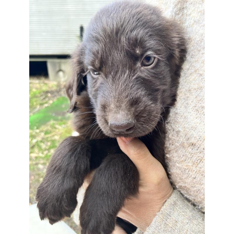 販売中の静岡県のフラットコーテッドレトリーバー-456290の11枚目