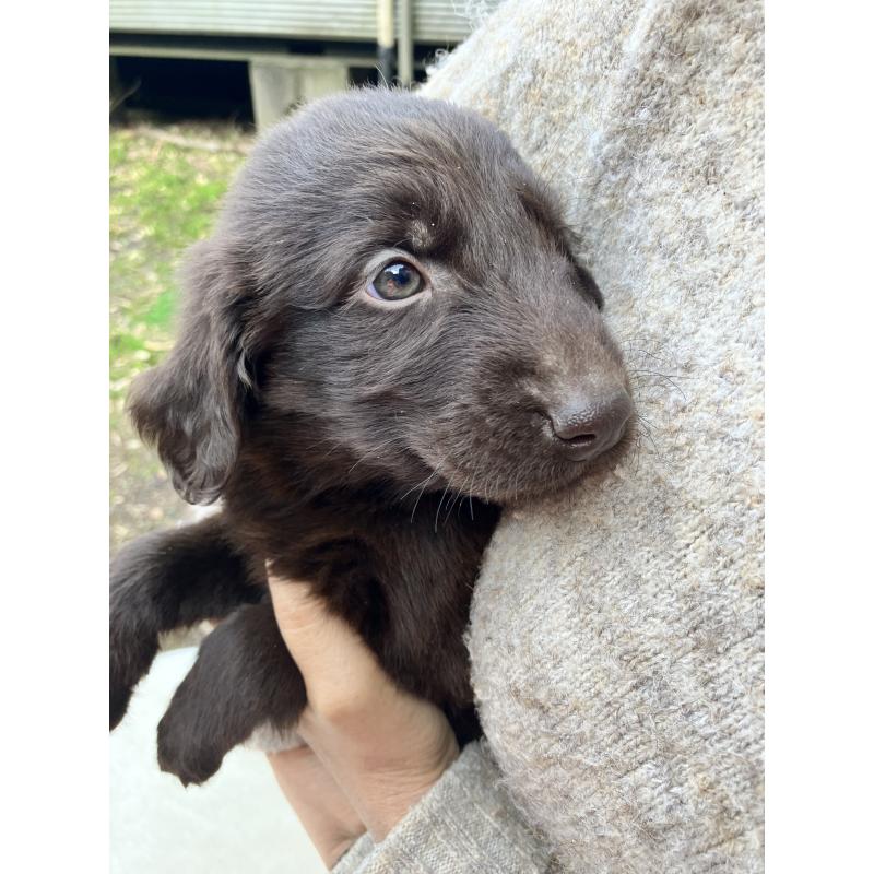 販売中の静岡県のフラットコーテッドレトリーバー-456290の10枚目