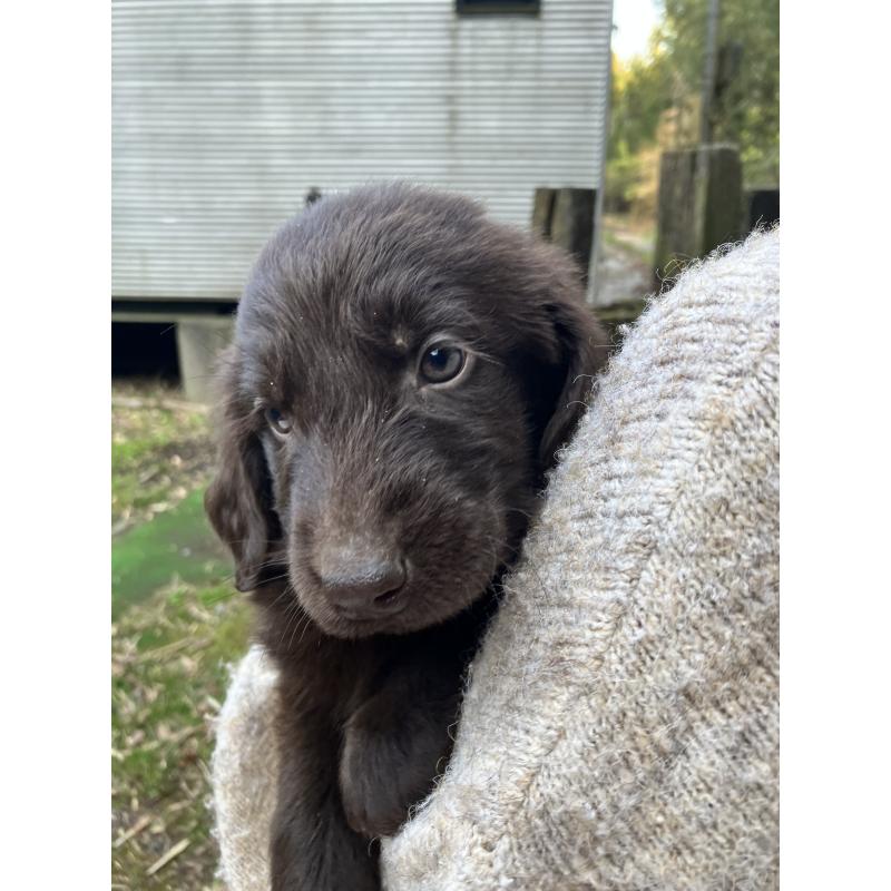 販売中の静岡県のフラットコーテッドレトリーバー-456290の9枚目