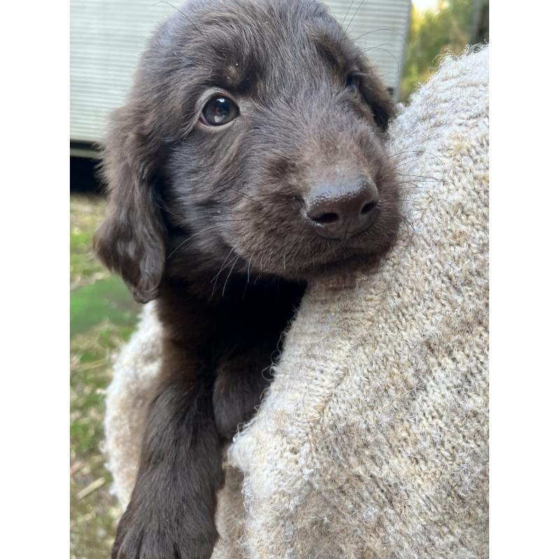 販売中の静岡県のフラットコーテッドレトリーバー-456290の8枚目