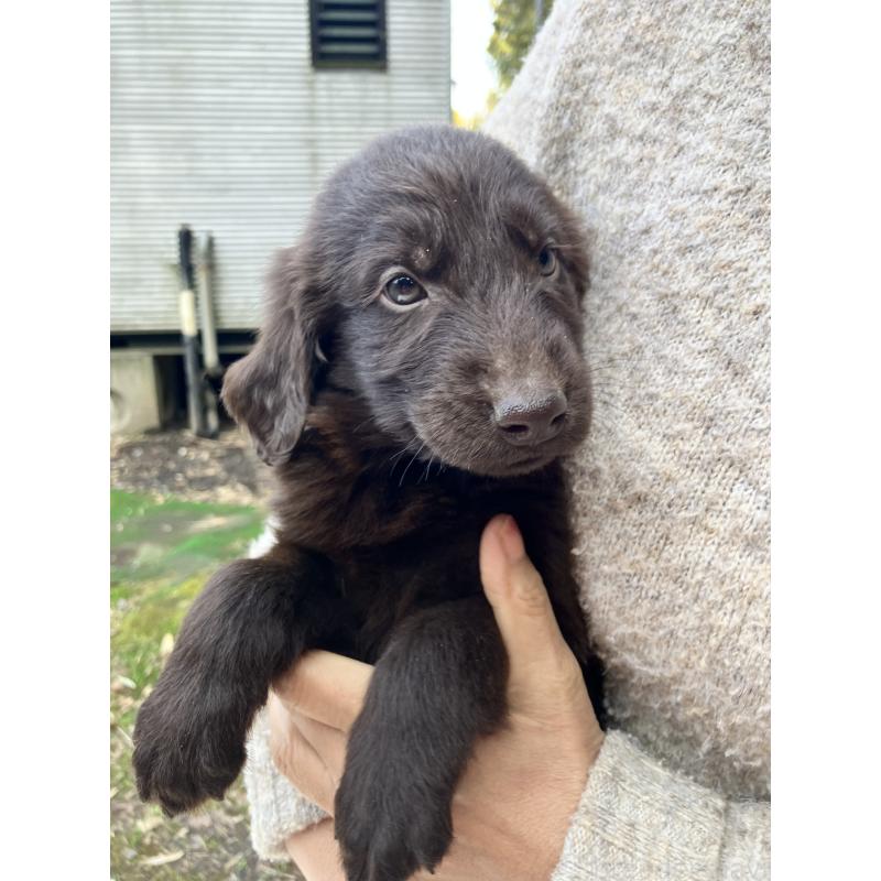 販売中の静岡県のフラットコーテッドレトリーバー-456290の6枚目