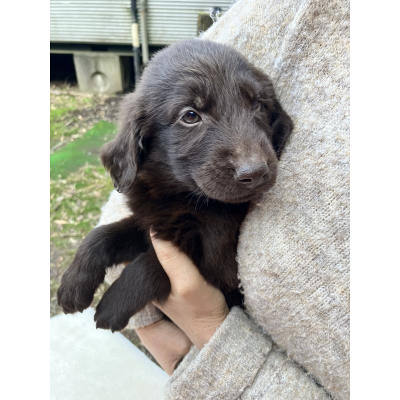 販売中の静岡県のフラットコーテッドレトリーバー-456290の5枚目