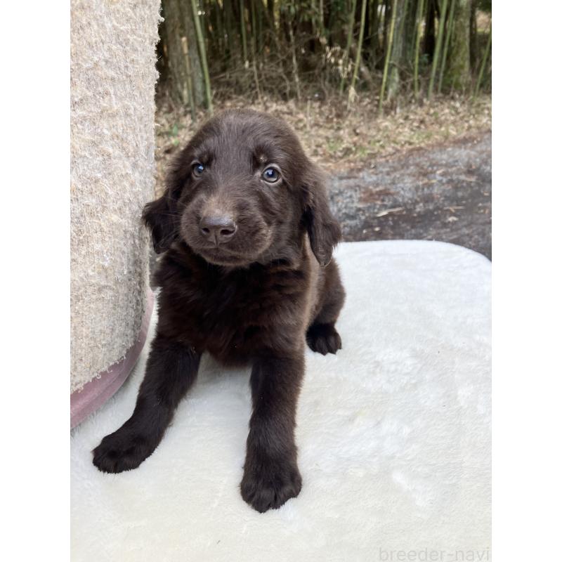 販売中の静岡県のフラットコーテッドレトリーバー-456290の4枚目