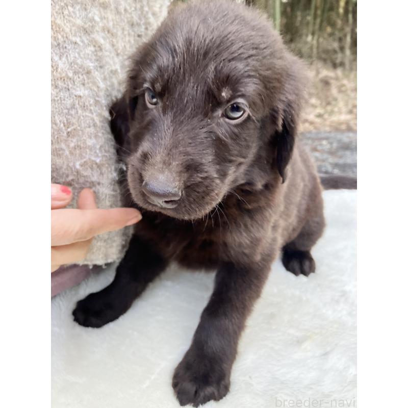 販売中の静岡県のフラットコーテッドレトリーバー-456290の3枚目