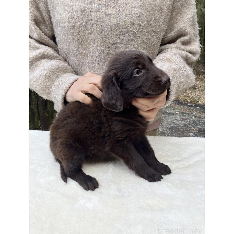 販売中の静岡県のフラットコーテッドレトリーバー-456290の2枚目