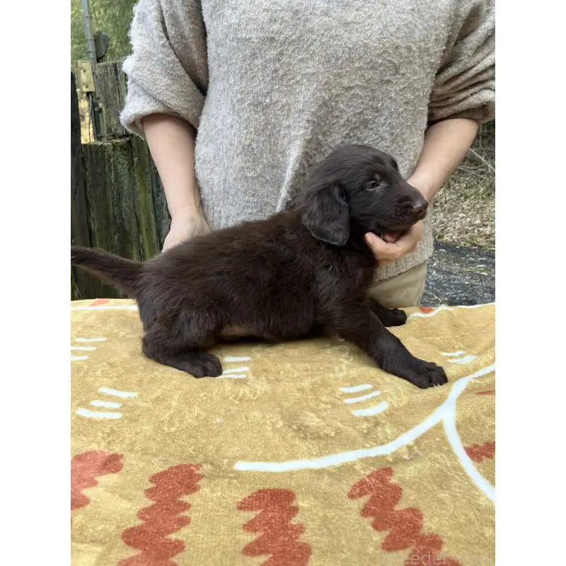 販売中の静岡県のフラットコーテッドレトリーバー-456294の10枚目