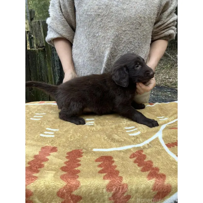 販売中の静岡県のフラットコーテッドレトリーバー-456294の9枚目