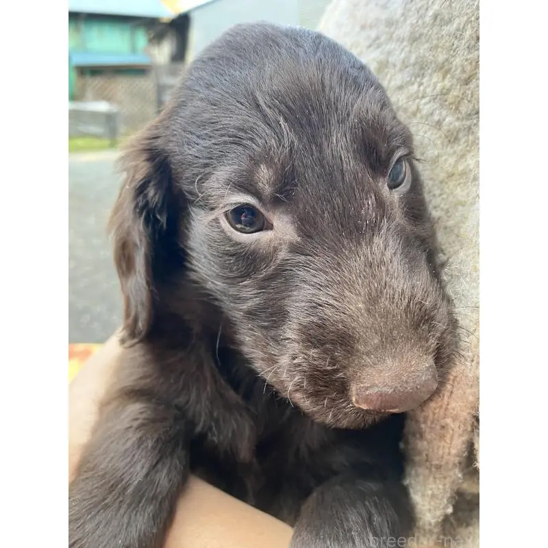 販売中の静岡県のフラットコーテッドレトリーバー-456294の8枚目